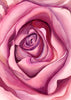 Tallenge Floral Art Collection - Contemporary Painting - Heart Of A Rose - Life Size Posters