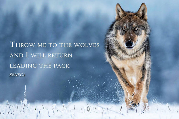 Throw Me To The Wolves And I Will Return Leading The Pack - Seneca Inspirational Quote - Tallenge Motivational Poster Collection - Art Prints