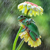 Tree Frogs Flower Umbrella in Rain - Canvas Prints