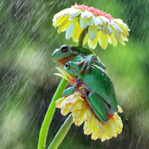 Tree Frogs Flower Umbrella in Rain - Posters