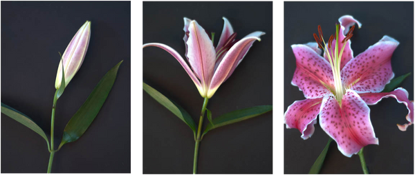 Triptych Flower Study - Art Panels