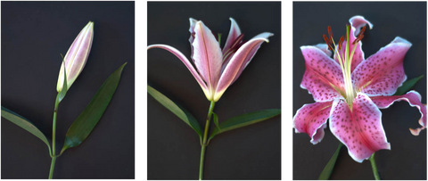 Triptych Flower Study - Art Panels by Hamid Raza