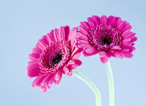 Twin Pink Flowers by Sherly David