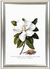 Set Of 4 Botanical Illustration Paintings - Premium Quality Framed Print (15 x 20 inches)