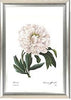 Set Of 4 Botanical Illustration Paintings - Premium Quality Framed Print (15 x 20 inches)