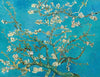 Almond Blossoms - Large Art Prints