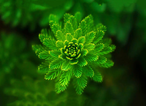 Best Gift for Valentines Day - Macro Green Leaves by Sina Irani
