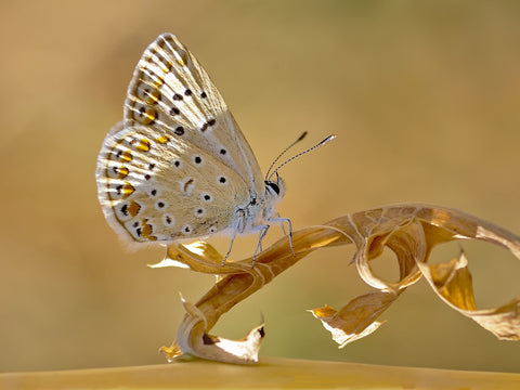 Butterfly-Nature Co Ordination by Janmohamad Malekzadeh