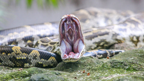 Deadly Python - Framed Prints