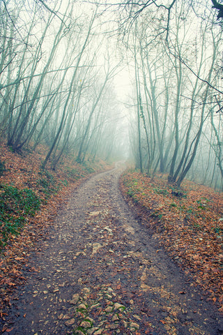 Walking In The Foggy Wood by Giordano Aita