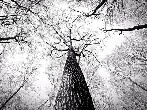 Black And White Tree Branch by Lilly Milton