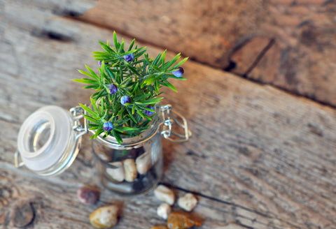 Valentines Day Gift - Plant In A Jar by Sina Irani