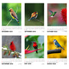 2024 Wall Calendar - Winged Beauties, Birds