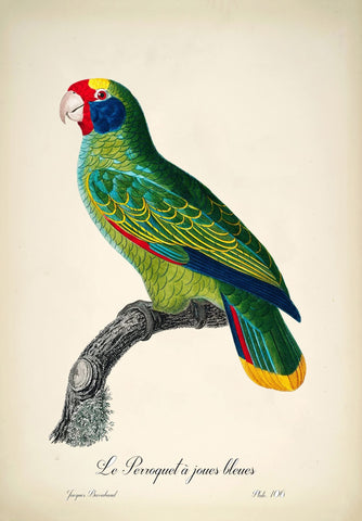 Blue-Cheeked Parrot (Le Perroquet Joues Bleues) - Jacques Barraband - Vintage Bird Illustration Art Print from 1801 - Life Size Posters by Jacques Barraband