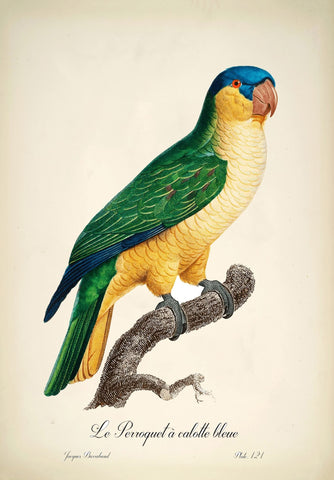 Blue-Crowned Parrot (Le Perroquet a Calotte Bleue) - Jacques  Barraband - Vintage Bird Illustration Art Print from 1801 - Life Size Posters by Jacques Barraband