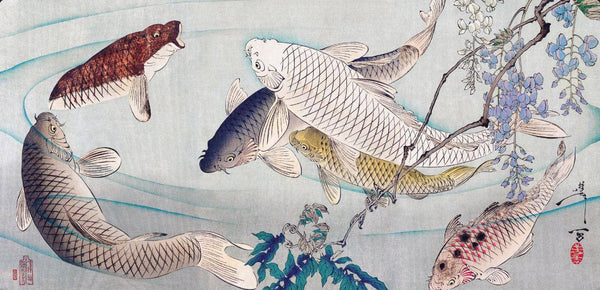 Koi Fish (Oriental Carps) Swimming Beneath Wisteria - Yoshitoshi Tsukioka - Vintage c1889 Japanese Woodblock Print - Posters