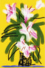 No 121 (Vase With Flowers) - David Hockney iPhone Drawing - Framed Prints
