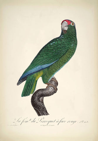 Red Faced Parrot (Le Perroquet Face Rouge) - Jacques  Barraband - Vintage Bird Illustration Art Print from 1801 - Life Size Posters by Jacques Barraband