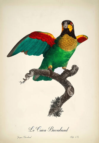 The Caica - Jacques Barraband - Vintage Bird Illustration Art Print from 1801 - Life Size Posters by Jacques Barraband
