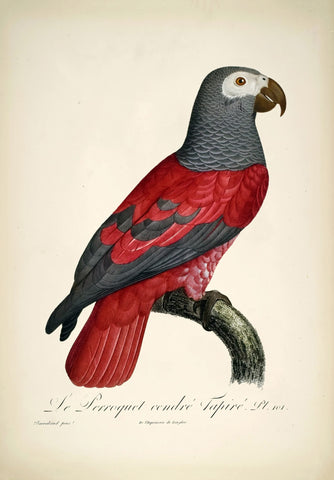 The Tapiré Grey Parrot (Le Perroquet cendre Tapire) - Jacques  Barraband - Vintage Bird Illustration Art Print from 1801 - Life Size Posters by Jacques Barraband