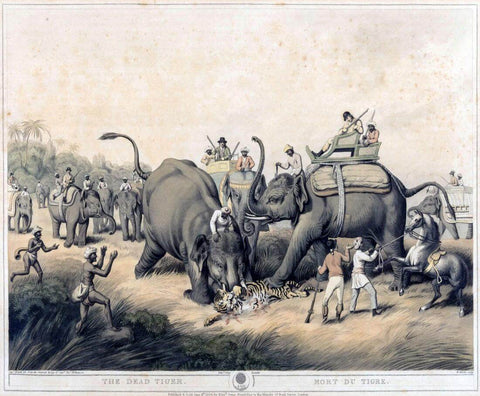 The Dead Tiger (from Oriental Field Sports Series) CaptainThomas Williamson And Samuel Howitt - c1805 - Vintage Orientalist Aquatint of India by Tallenge