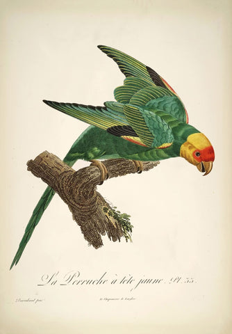 The Tapiré Grey Parrot (Le PerroquYellow-Headed Parakeet (L Perruche Tete Jaune) - Jacques  Barraband - Vintage Bird Illustration Art Print - Life Size Posters by Jacques Barraband