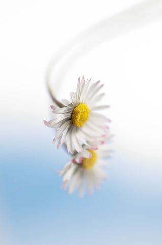 Pâquerette dans son Reflet - Large Art Prints