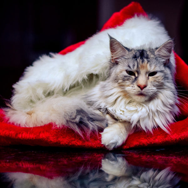 Cat in Santa Hat - Canvas Prints