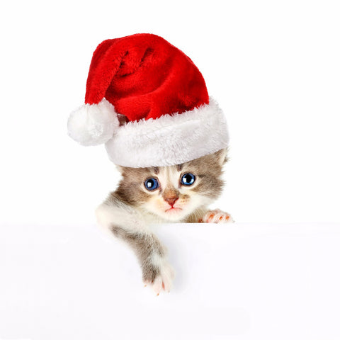 Adorable Cat in Santa Hat - Posters