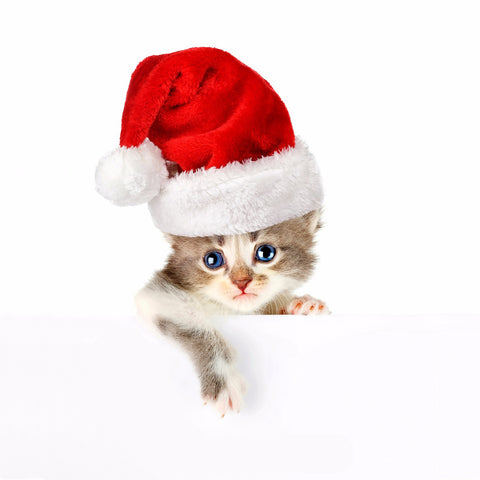 Adorable Cat in Santa Hat - Posters by Sina Irani