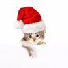 Adorable Cat in Santa Hat - Canvas Prints