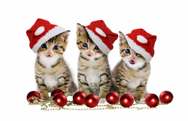 Kittens in Santa Hat - Framed Prints
