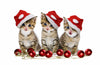 Kittens in Santa Hat - Canvas Prints