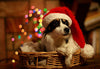 Dog in Santa Hat - Posters
