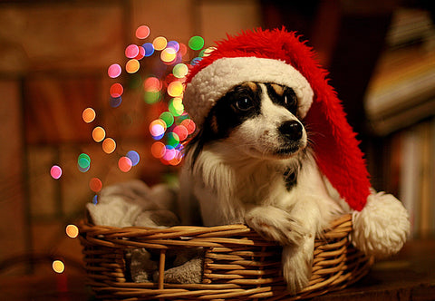 Dog in Santa Hat - Framed Prints