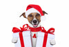 Dog in Santa Hat - Canvas Prints