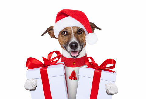 Dog in Santa Hat by Sina Irani