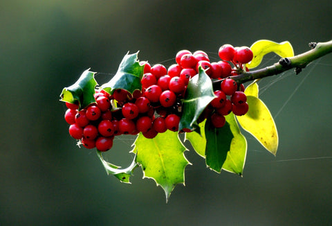 Red Berries & Green Leaves - Large Art Prints by Sina Irani