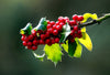 Red Berries & Green Leaves - Framed Prints