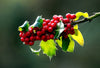 Red Berries & Green Leaves - Canvas Prints