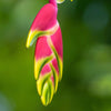 Heliconia in Christmas Colors - Canvas Prints