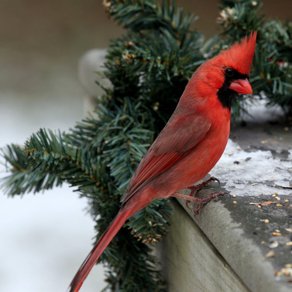 Northern Cardinal (Bird of Christmas) - Canvas Prints