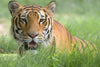 Royal Bengal Tiger Close Up - Large Art Prints