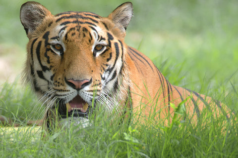 Royal Bengal Tiger Close Up - Canvas Prints by Sanjeev Iddalgi