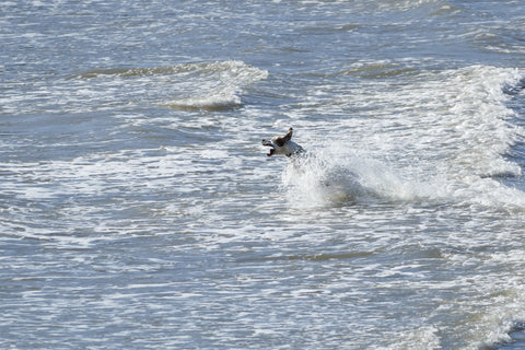 Splashing Through The Sea - Framed Prints