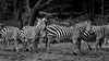 Zebras - Framed Prints