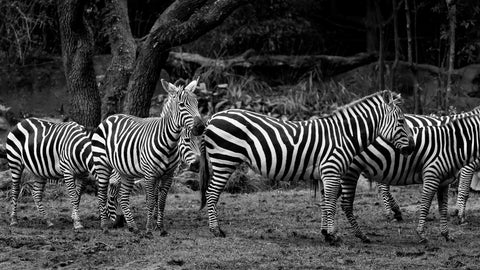 Zebras - Canvas Prints