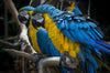 Vibrant parrots - Canvas Prints