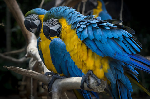 Vibrant parrots by Sandeep Benny