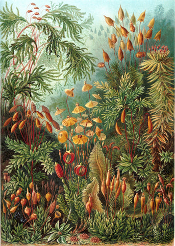 Sea Anemones - Canvas Prints